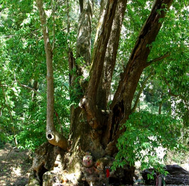 CORONA HALTS A FOREST FESTIVAL: Biligiri Rangan Hills, Chamarajanagar District