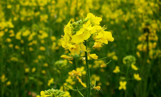 A CALL FOR EXPERT AND PUBLIC CONSULTATIONS ON GENETICALLY MODIFIED MUSTARD IN INDIA
